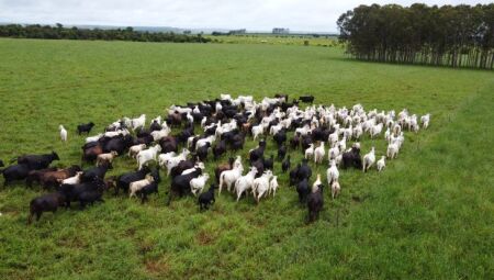 Produtores rurais de MS devem atualizar cadastro de rebanhos at&eacute; 1&ordm; de junho junto &agrave; Iagro