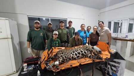 Animal com a equipe de resgate