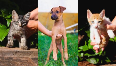 Os animais passaram por avalia&ccedil;&atilde;o cl&iacute;nica, foram vermifugados e est&atilde;o aptos para ado&ccedil;&atilde;o