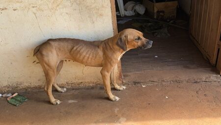 Den&uacute;ncia an&ocirc;nima levou a pol&iacute;cia a resgatar o cachorro