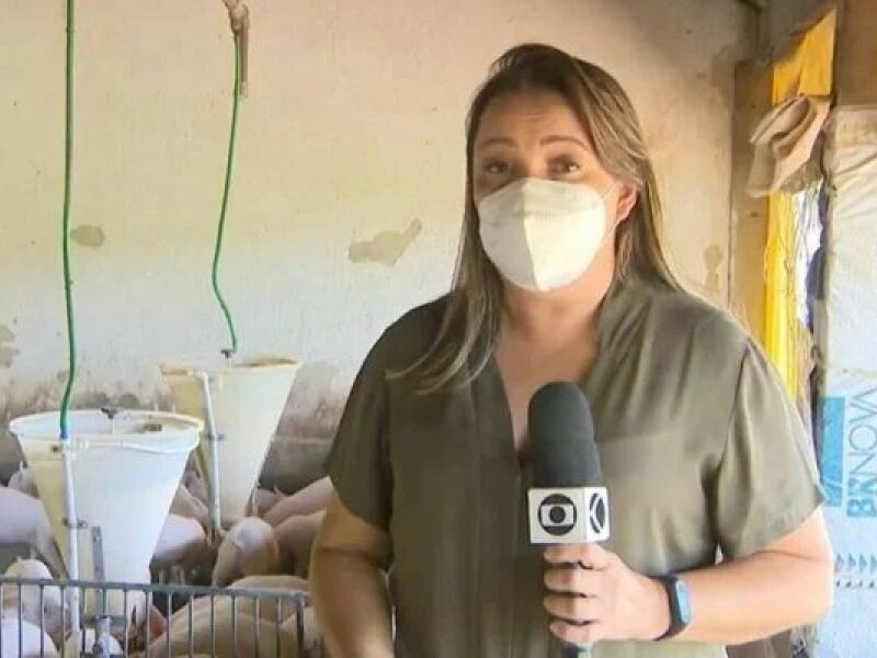 Repórter é Atacada Por Porcos Durante Gravação No Globo Rural Assista