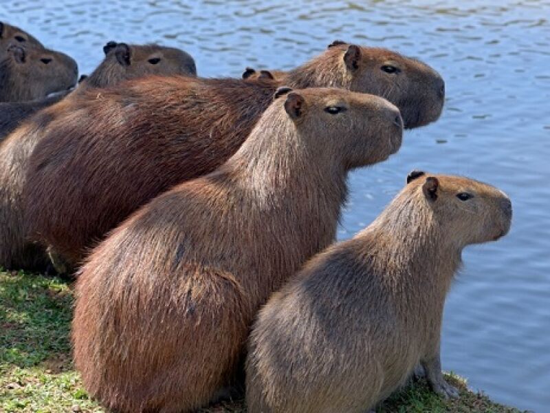 Capivara Filó acende debate de criação de animal silvestre - 06/05