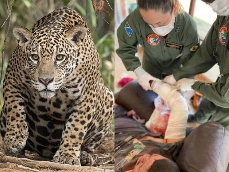 JD1TV: Peão luta contra onça-pintada e escapa por pouco no Pantanal - JD1  Notícias