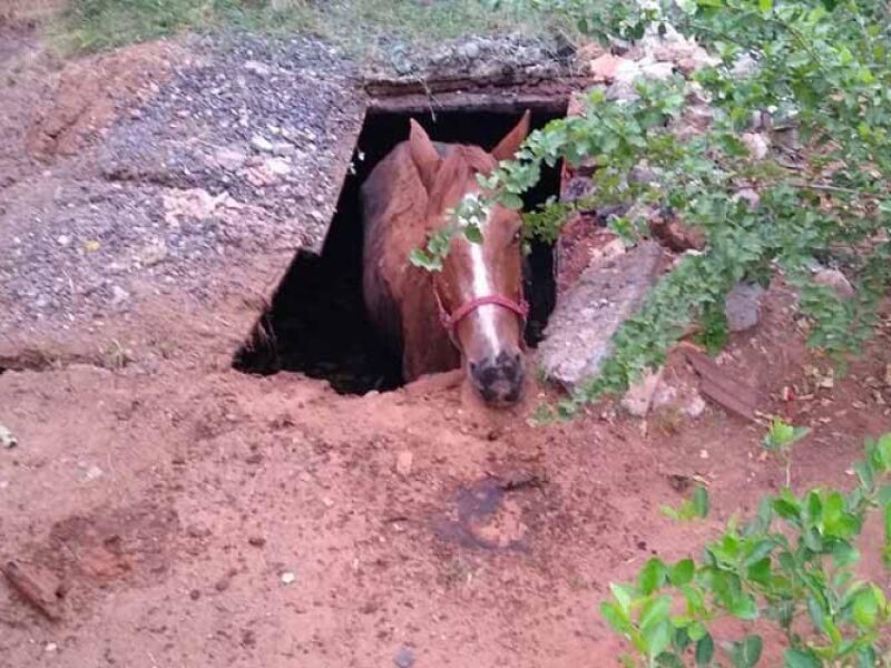 Bombeiros Resgatam Cavalo Que Caiu Em Fossa Jd1 Notícias 9422