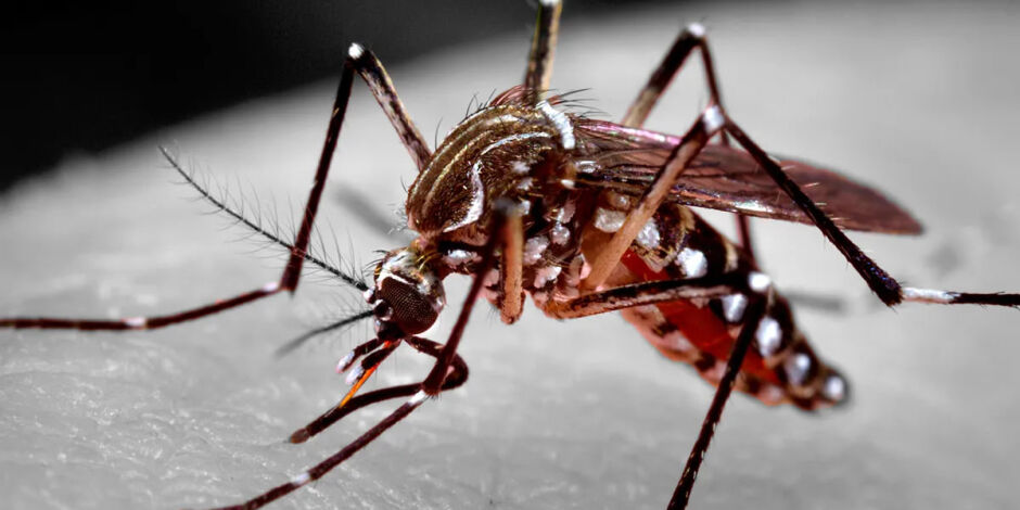 Aedes aegypti, mosquito transmissor da dengue e de outras arboviroses, como zika e chikungunya