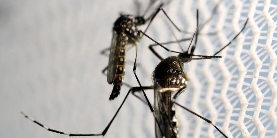 Aedes aegypti, o mosquito da dengue