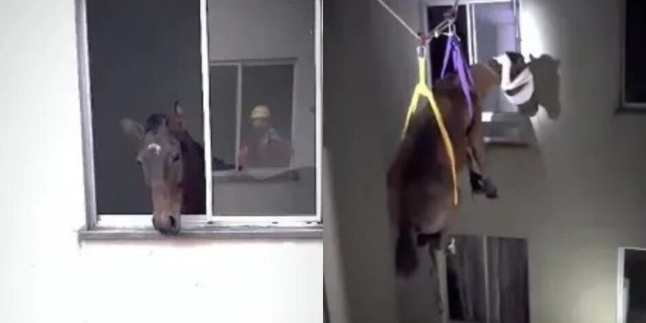 JD1TV: Bombeiros do MS salvam égua que estava presa há 10 dias em apartamento no RS