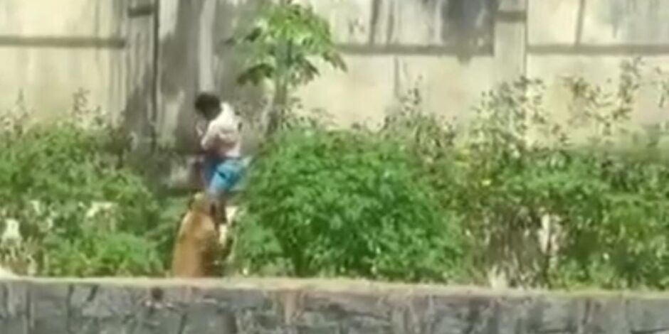 Vídeo: Homem invade jaula e vira lanche de leoa em zoológico de João Pessoa