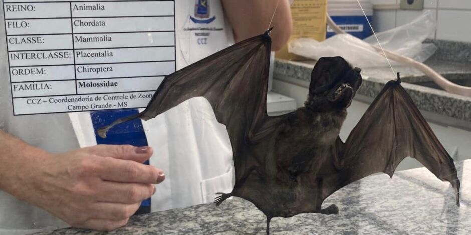 A Sesau refor&ccedil;a que manter a vacina&ccedil;&atilde;o anual de c&atilde;es e gatos &eacute; essencial para impedir a circula&ccedil;&atilde;o do v&iacute;rus 