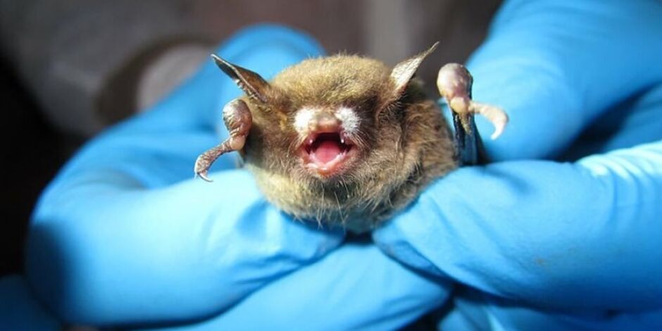 Morcego com raiva foi encontrado em Campo Grande