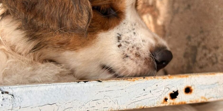 Animais est&atilde;o virando alvo f&aacute;cil dos humanos para agress&otilde;es