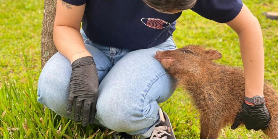 Cateto passa a viver no Bioparque Pantanal