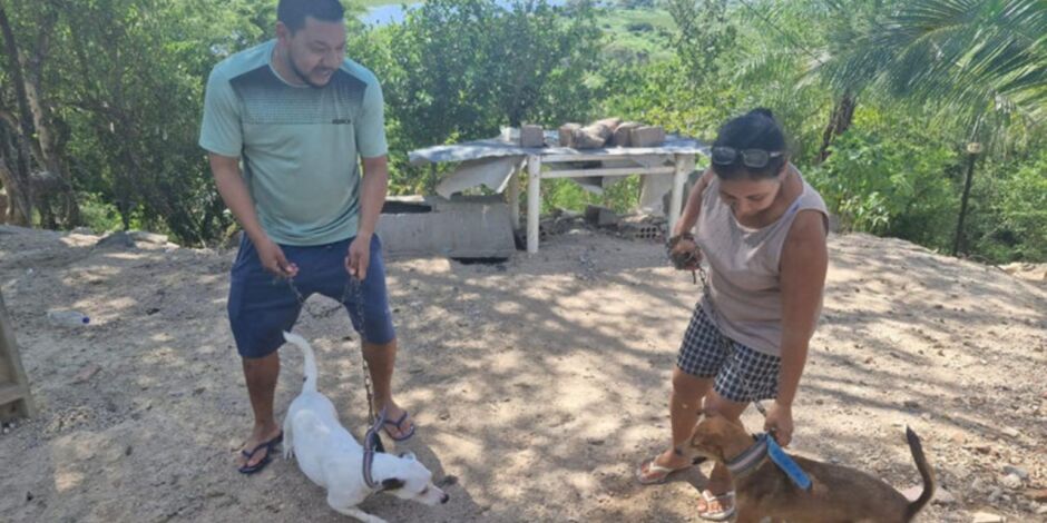 Cadela caramela foi morta