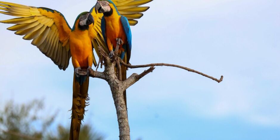 Segundo Josieli, a quantidade de aves chamou aten&ccedil;&atilde;o