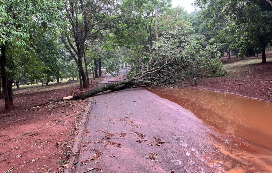 No Parque das Nações Indígenas, uma árvore caiu próximo a administração do local