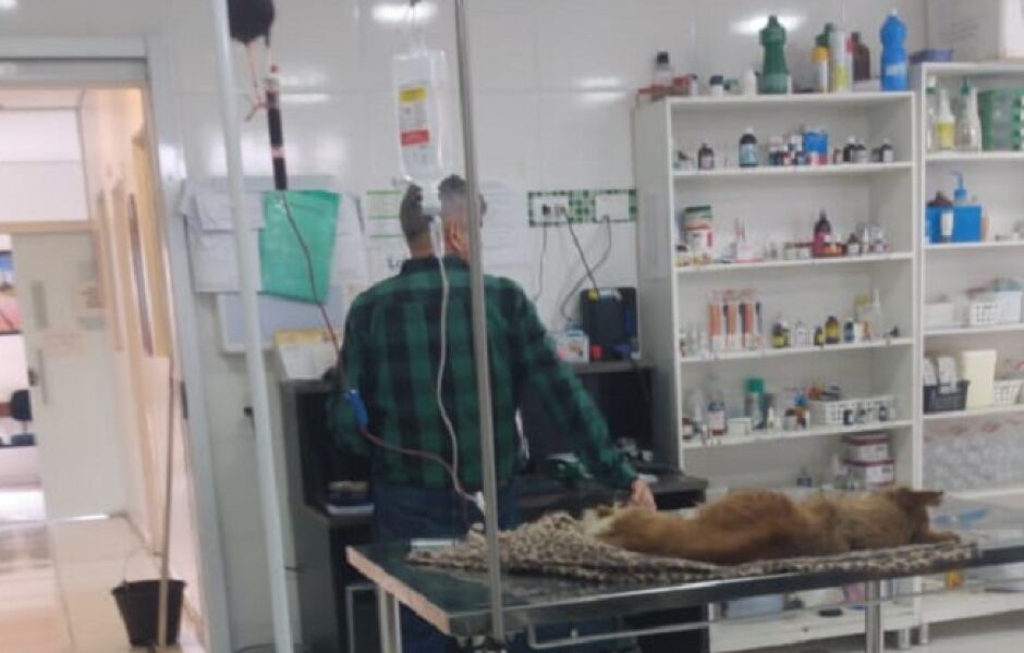 Coragem sendo tratado e recebendo transfus&atilde;o de sangue