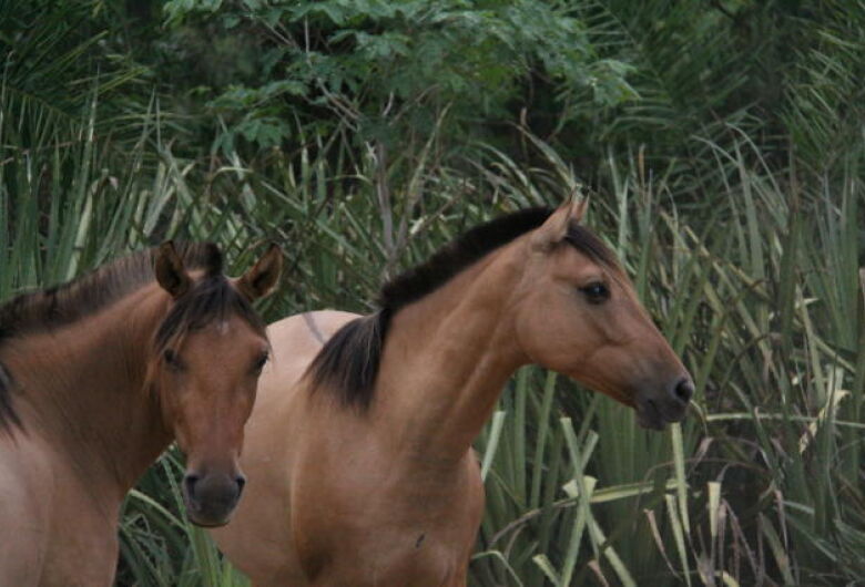 Proposta proíbe abate de cavalos e jegues para o comércio de carne