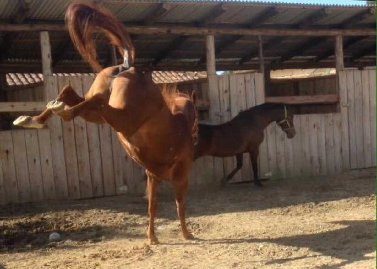 Homem que matou cavalo com um tiro morreu esfaqueado?