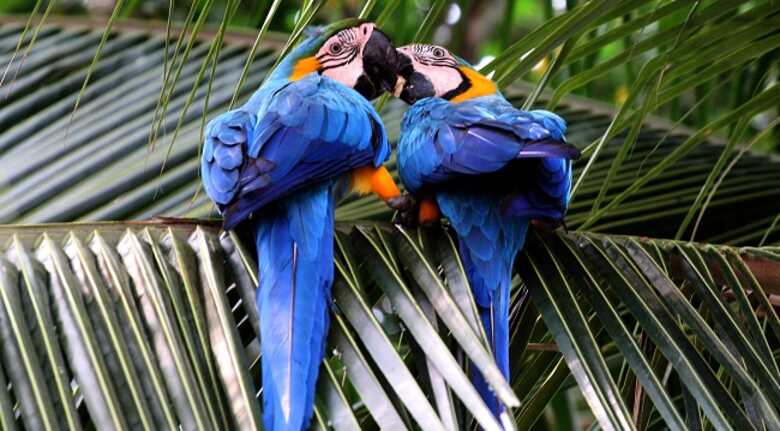 Casal de arara-canind&eacute;