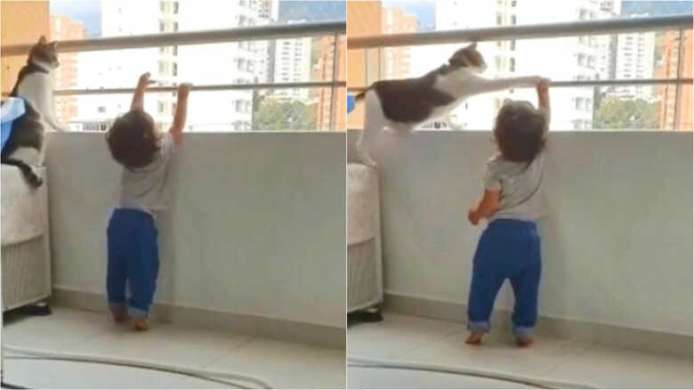 Gato 'bate' em criança para ela não subir na janela
