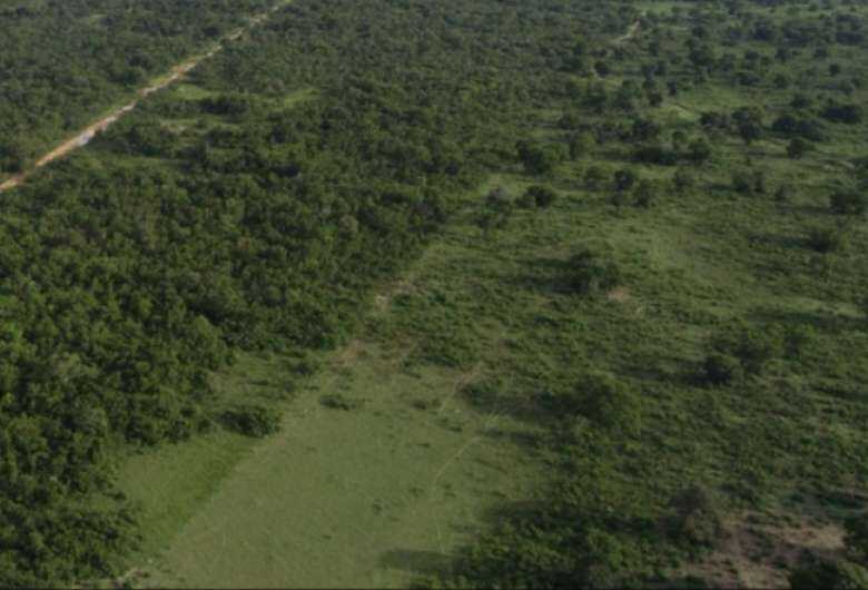 Paulistano &eacute; autuado em R$ 104 mil por desmatamento