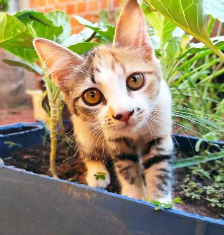 A data foi criada por uma ONG de proteção aos animais italiana, e é comemorada ao redor do globo