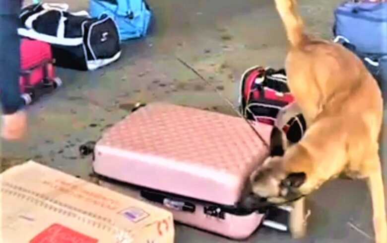 C&atilde;o farejador 