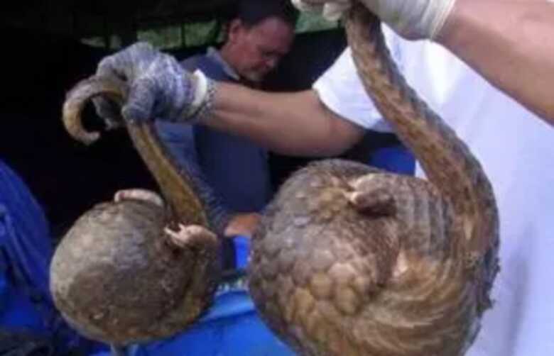 Pangolins podem ter sido animal intermedi&aacute;rio na transmiss&atilde;o do v&iacute;rus para humanos
