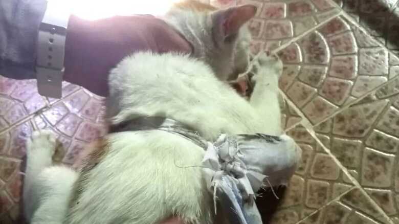 Gato foi encontrado com pano amarrado ao corpo