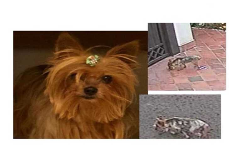 Família de Campo Grande oferece recompensa de até R$ 500 para quem encontrar a cachorrinha Vicky