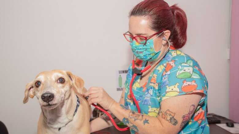 Atendimento do vira-lata caramelo