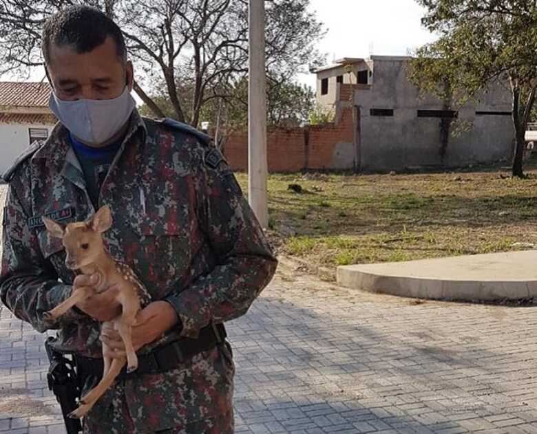 Filhote de veado resgatado pela Polícia Militar Ambiental