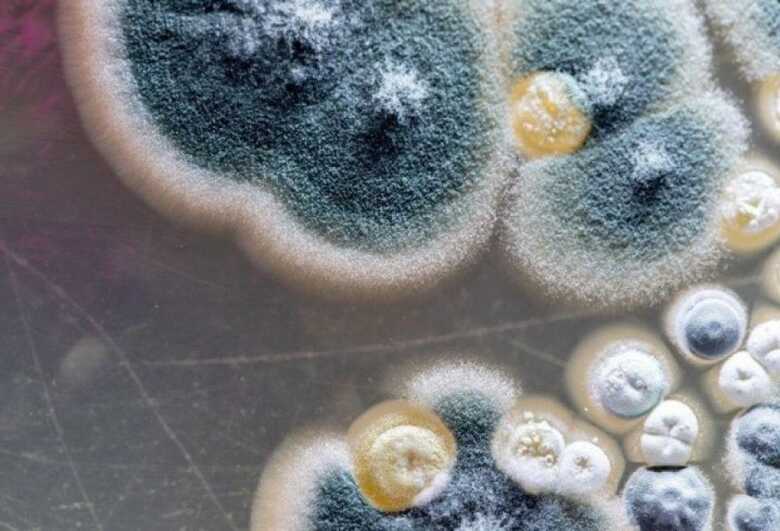 Segundo caso foi registrado um dia após a morte do primeiro