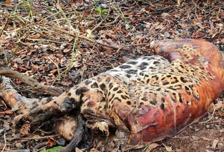 On&ccedil;a em est&aacute;gio avan&ccedil;ado de putrefa&ccedil;&atilde;o; suspeita do crime &eacute; de envenenamento