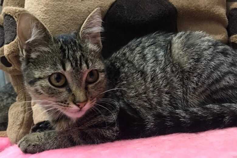 Hope estar&aacute; dispon&iacute;vel para ado&ccedil;&atilde;o ap&oacute;s finalizar o tratamento m&eacute;dico