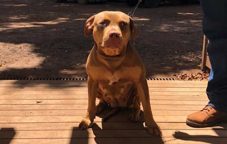 Cacau tem dois anos e toma rem&eacute;dio controlado