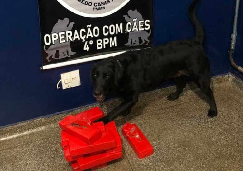 PM apreende maconha e cigarro com apoio do canil do 4&ordm; BPM