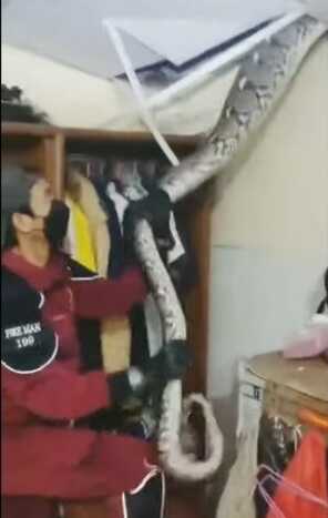 Cobra estava escondida no forro de um dos quartos