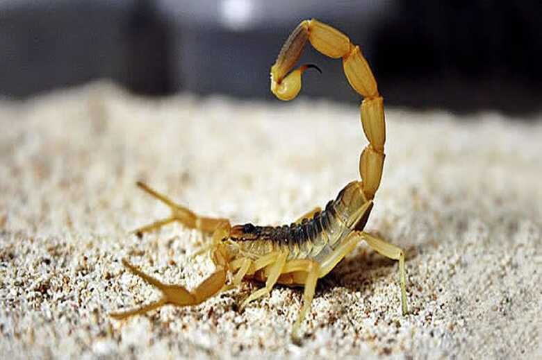 Escorpi&otilde;es gostam de lugares quentes e &uacute;midos