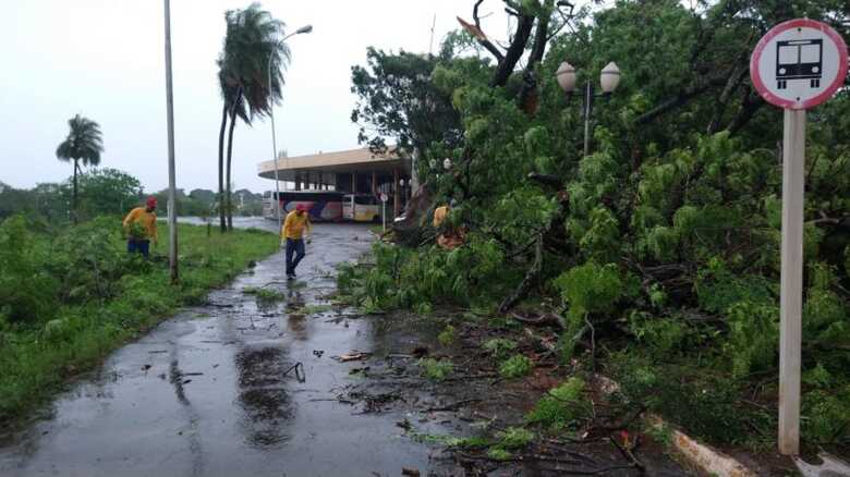 Mais de 100 árvores foram derrubadas pela força do vento