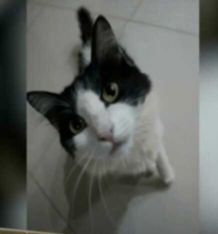 A gatinha foi torturado no último sábado em Dourados