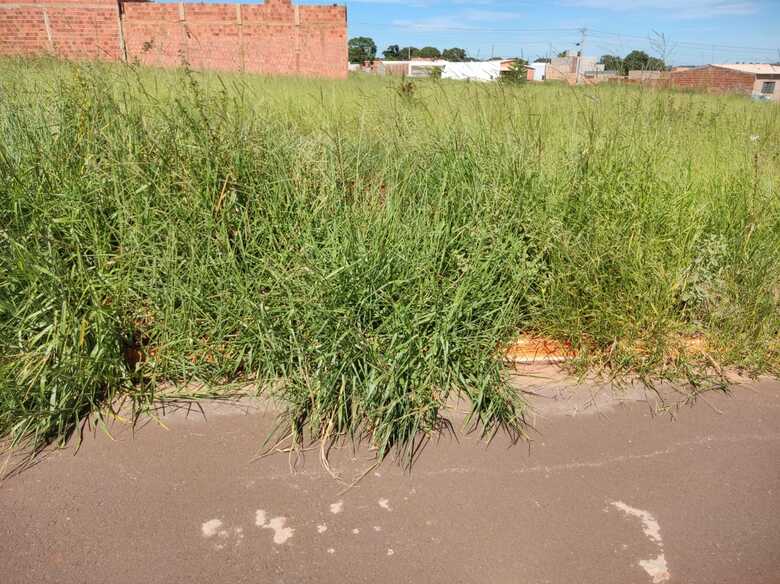 Com o matagal, ratos e cobras começaram a invadir a casa dos moradores