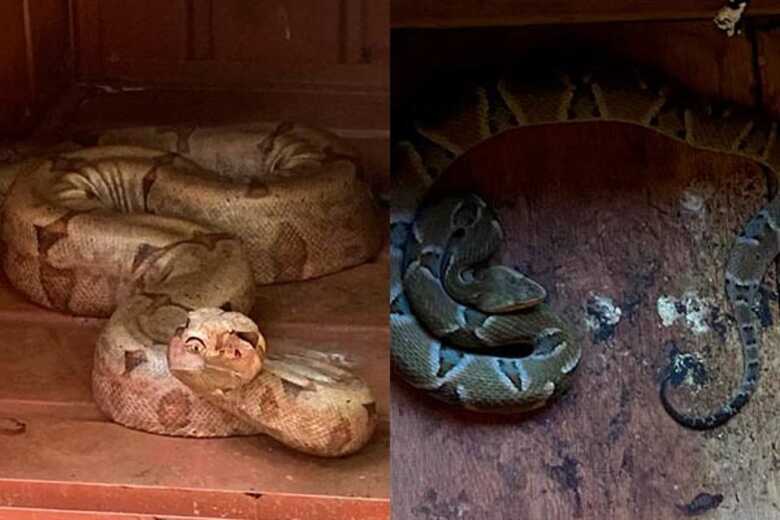 As duas foram encaminhadas para o  Centro de Reabilitação de Animais Silvestres