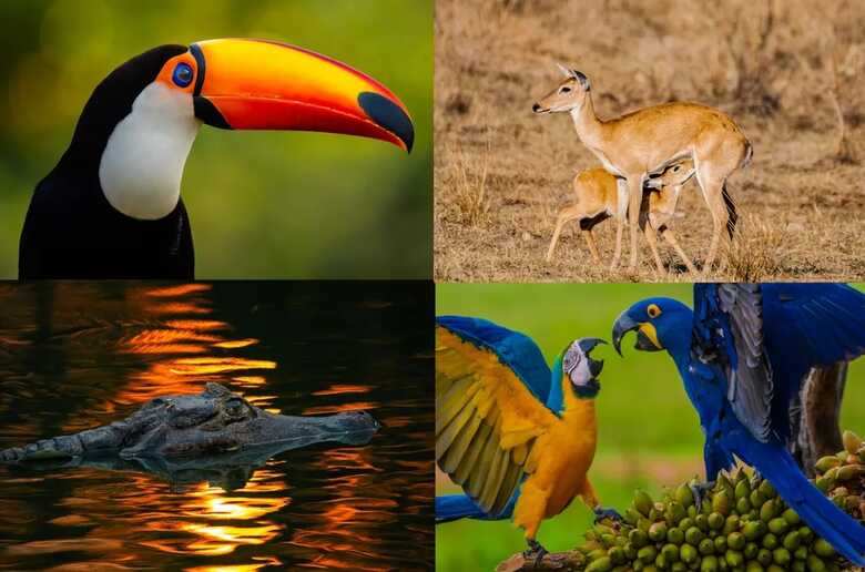 Ao todo são 10 fotos exibidas