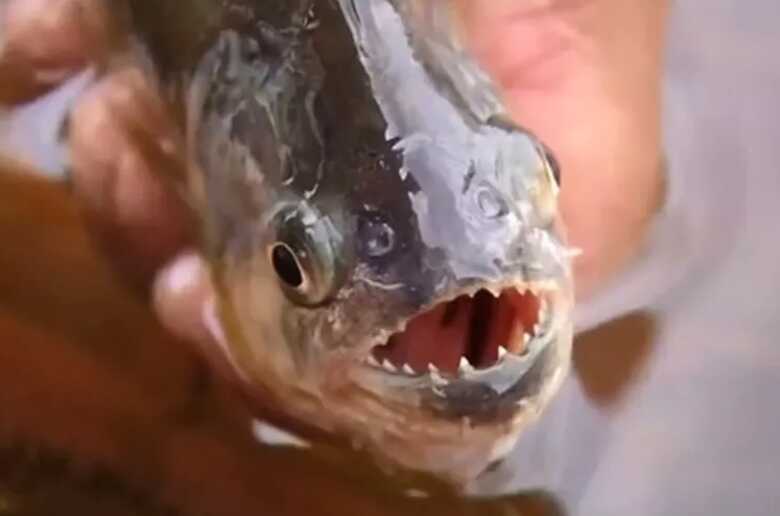 Piranhas são peixes carnívoros e desempenham papel importante na natureza