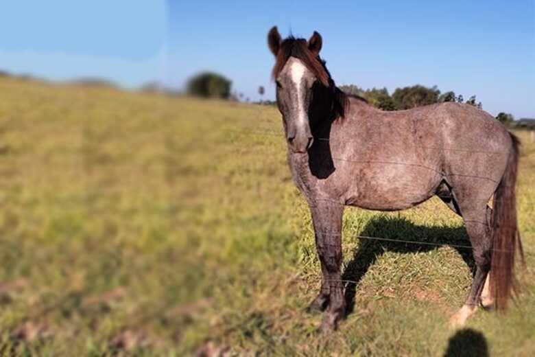 Cavalo 'Alaz&atilde;o' foi vendido para outro dono