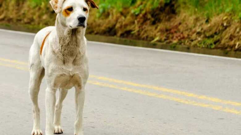 Cachorro sem raça definida