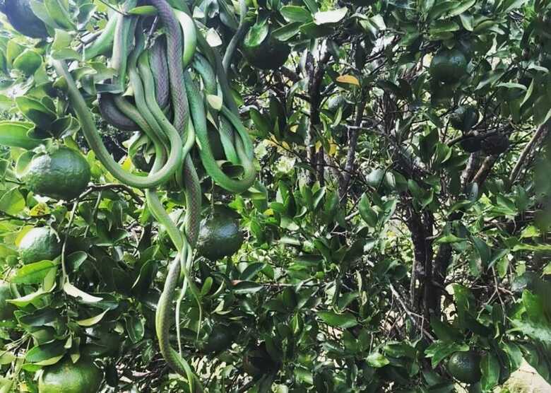 Espécie 'Philodryas olfersii', conhecida popularmente como "cobra-verde"