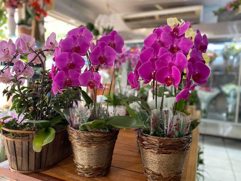 Orquídeas da Floricultura Marrocos da Capital