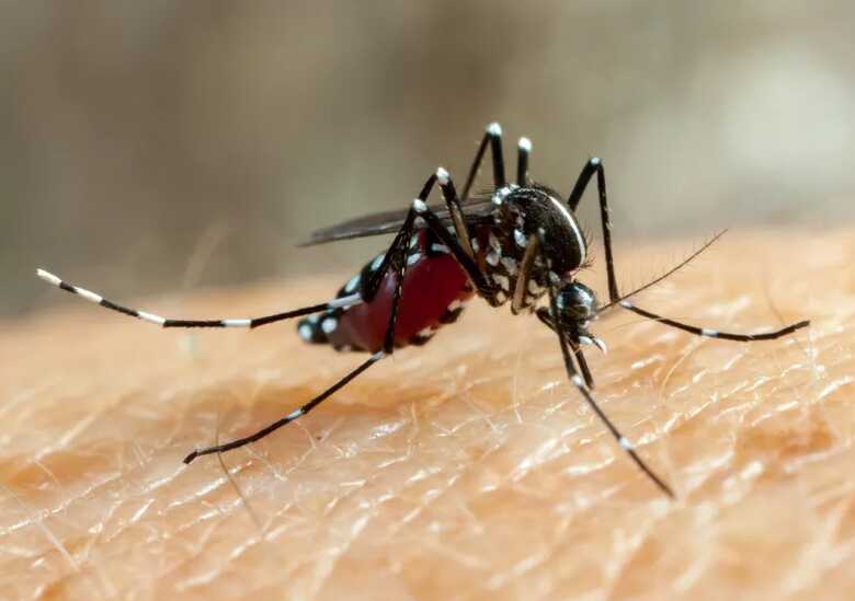 O mosquito Aedes aegypti é o transmissor da chikungunya